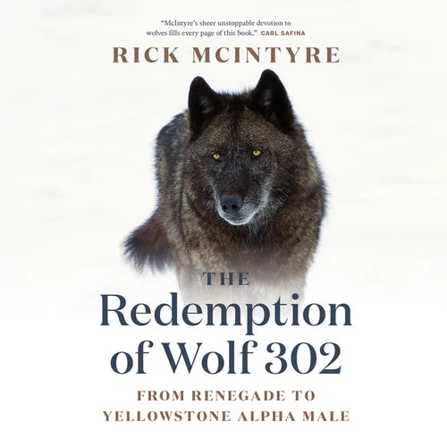 The Redemption of Wolf 302: From Renegade to Yellowstone Alpha Male - Paperback