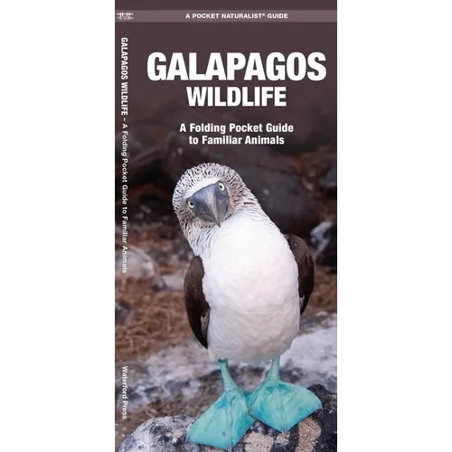 Galapagos Wildlife: An Introduction to Familiar Species - Paperback