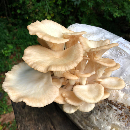 Phoenix Oyster MycoGarden Fruiting Kit - (Pleurotus pulmonarius)