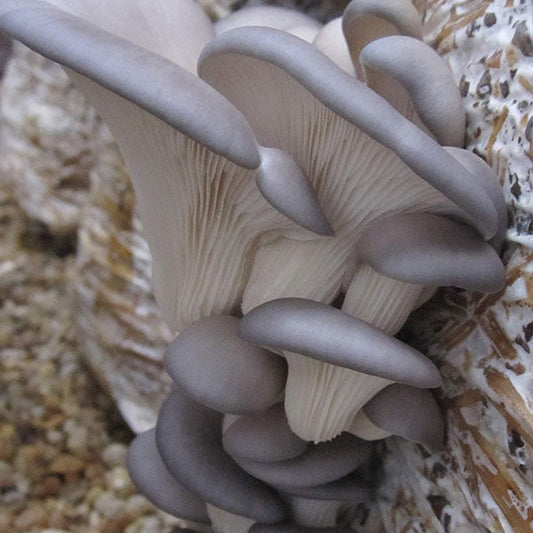 Warm Blue Oyster MycoGarden Fruiting Kit - (Pleurotus ostreatus)