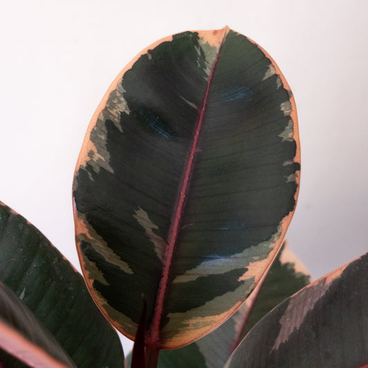 Chroma® Belize