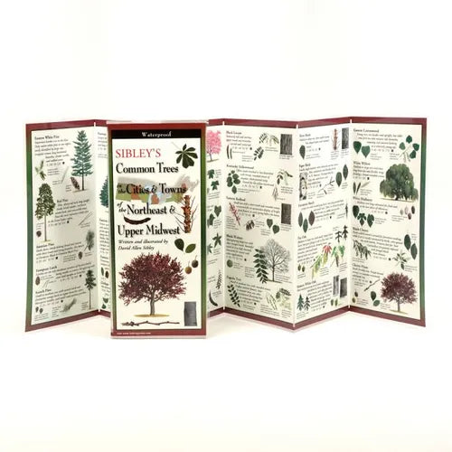 Sibley's Common Trees in the Cities & Towns of the Northeast & Upper Midwest