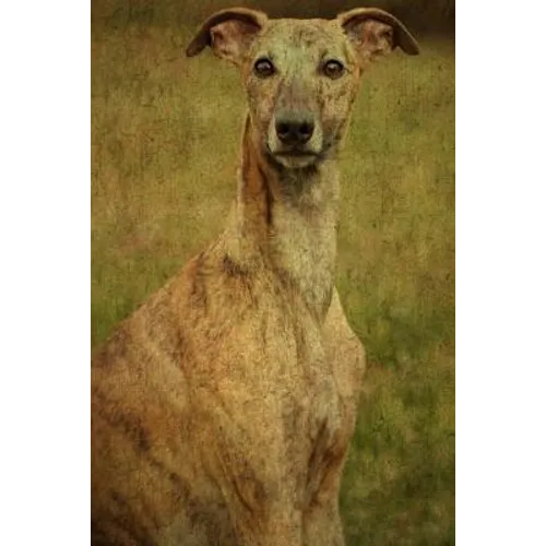 Whippet: Whippet - Paperback