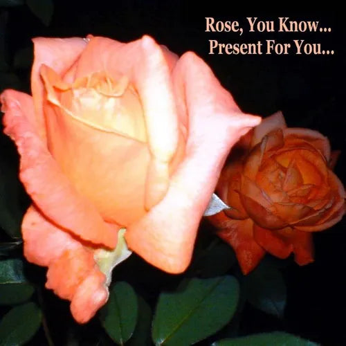 Rose, You Know - Present for You - Paperback