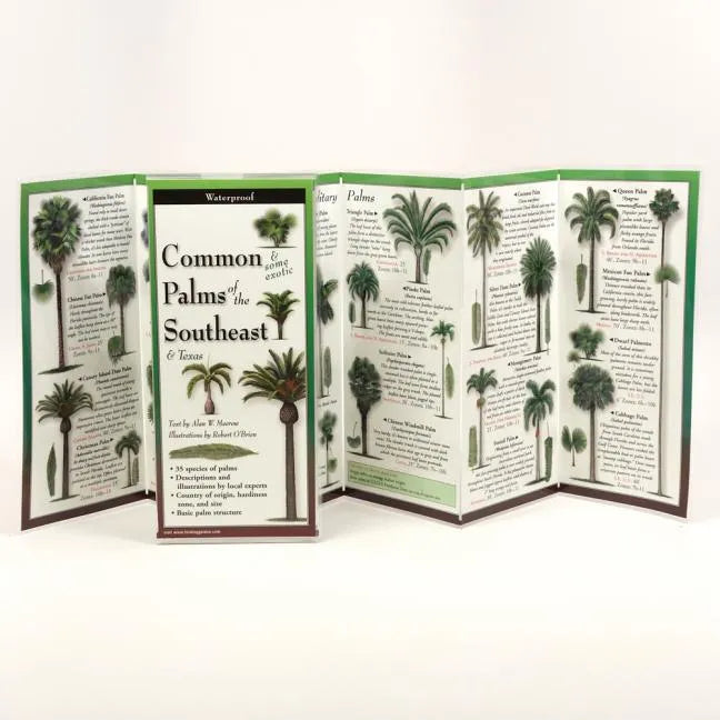 Common Palms of the Southeast & Texas