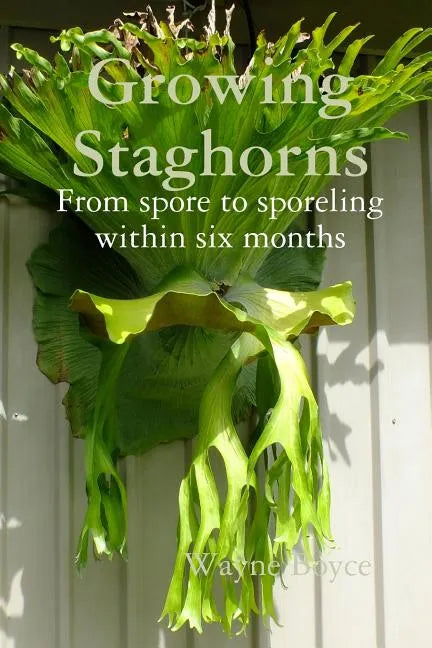 Growing Staghorns from Spore - Paperback