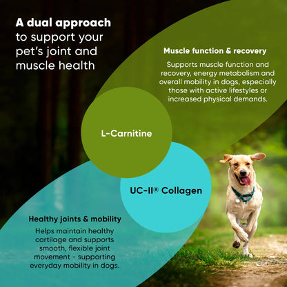Joint & Muscle Health