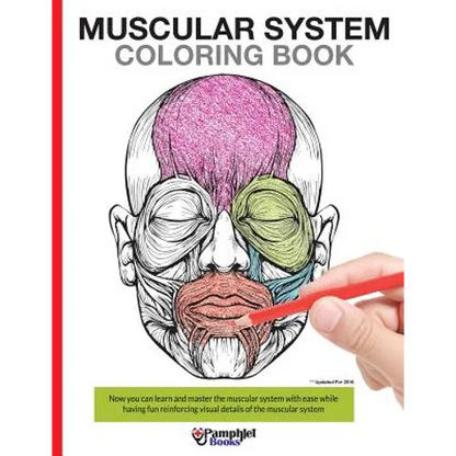 Muscular System Coloring Book: With colored illustrations like what you see on the back page - Paperback