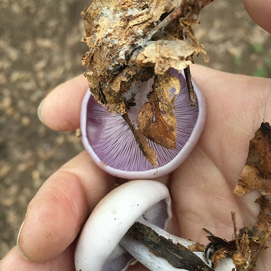 Blewit “Lepista nuda” Living Mulch