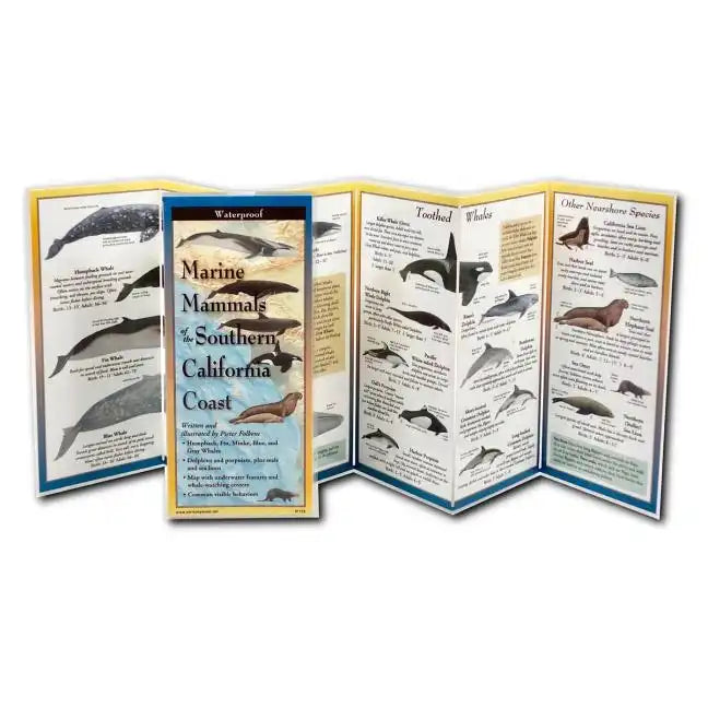 Marine Mammals of Southern California