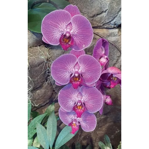 Hot Pink Orchid Journal - Hardcover