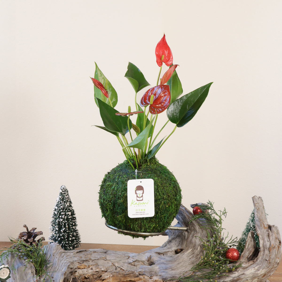 Anthurium | Moss Ball Kokedamas
