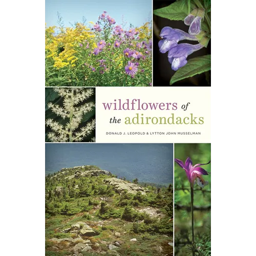 Wildflowers of the Adirondacks - Paperback
