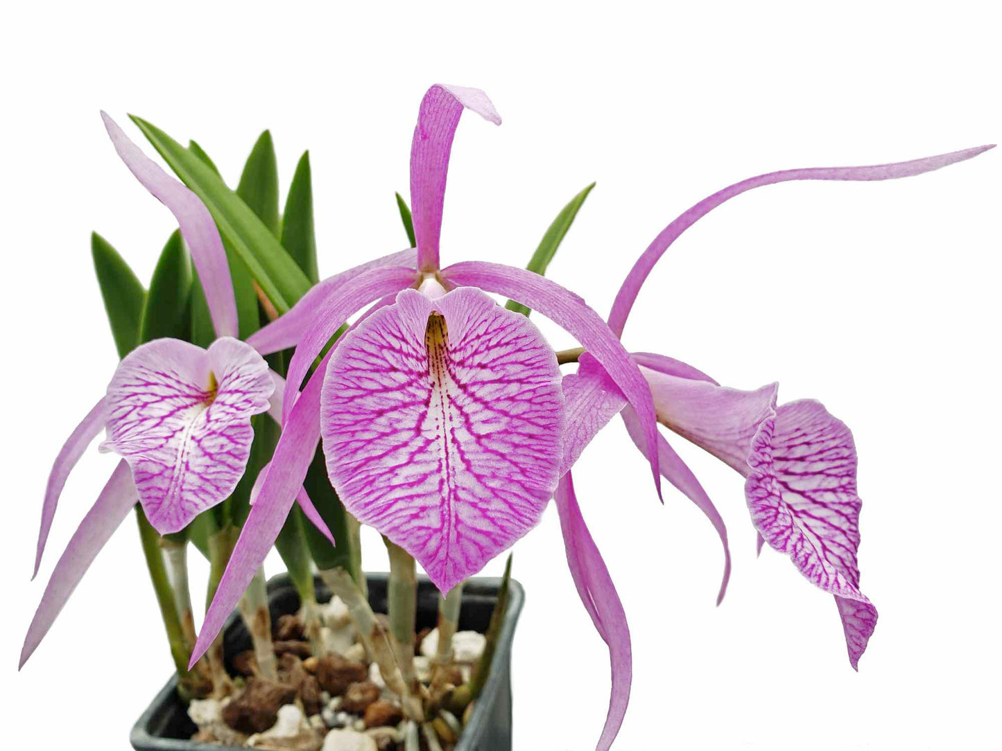 Brassocattleya Fuchs Star
