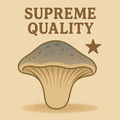 Tarragon Oyster MycoGarden Fruiting Kit  - (Pleurotus euosmus)