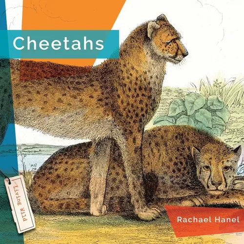 Cheetahs - Paperback