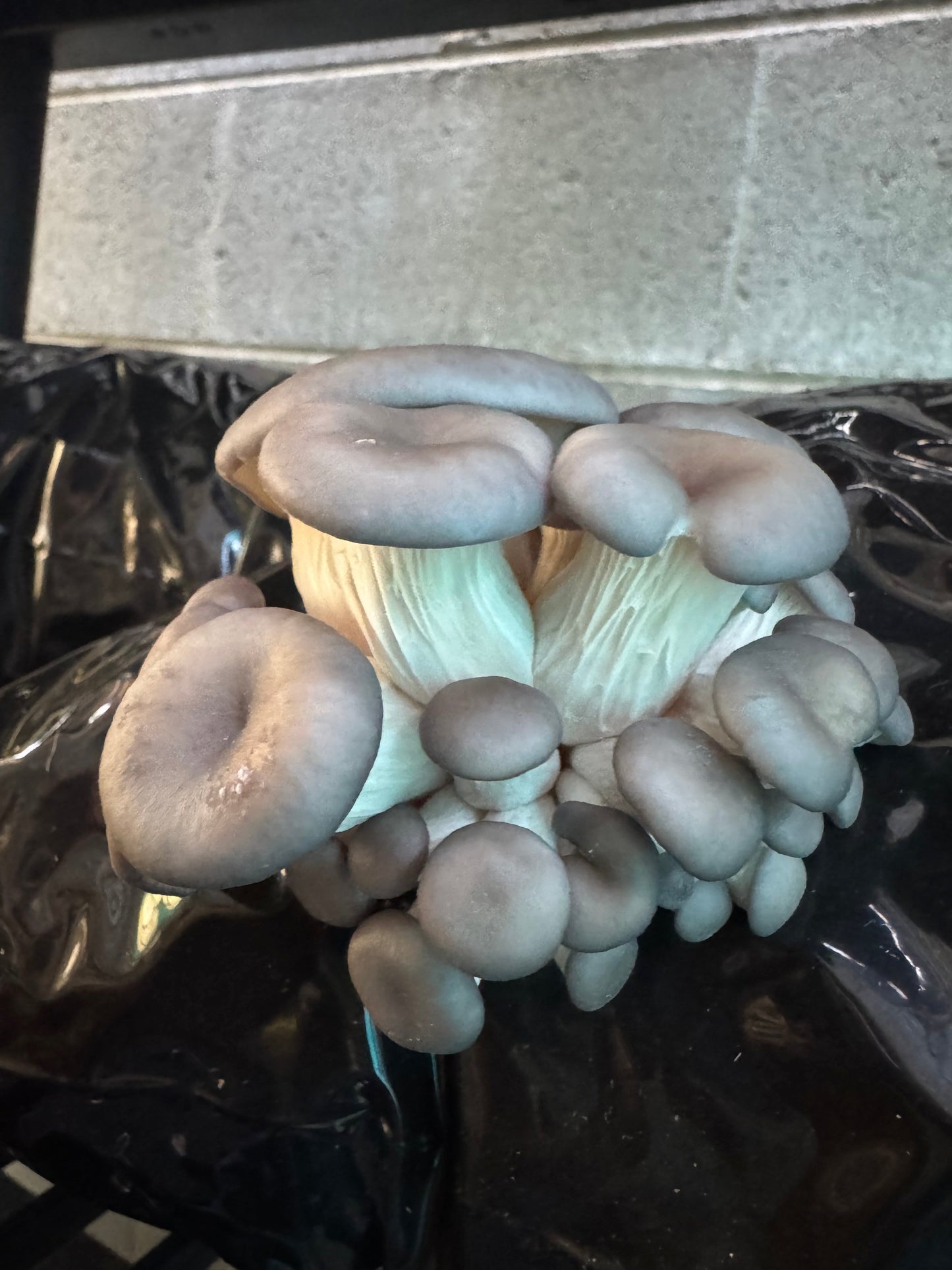 Warm Blue Oyster MycoGarden Fruiting Kit  - (Pleurotus ostreatus)
