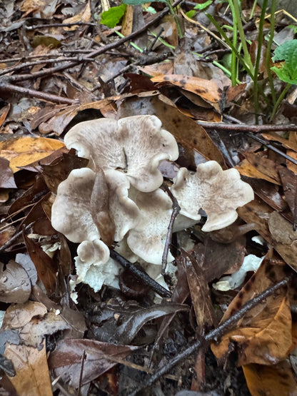 Tarragon Oyster MycoGarden Fruiting Kit  - (Pleurotus euosmus)