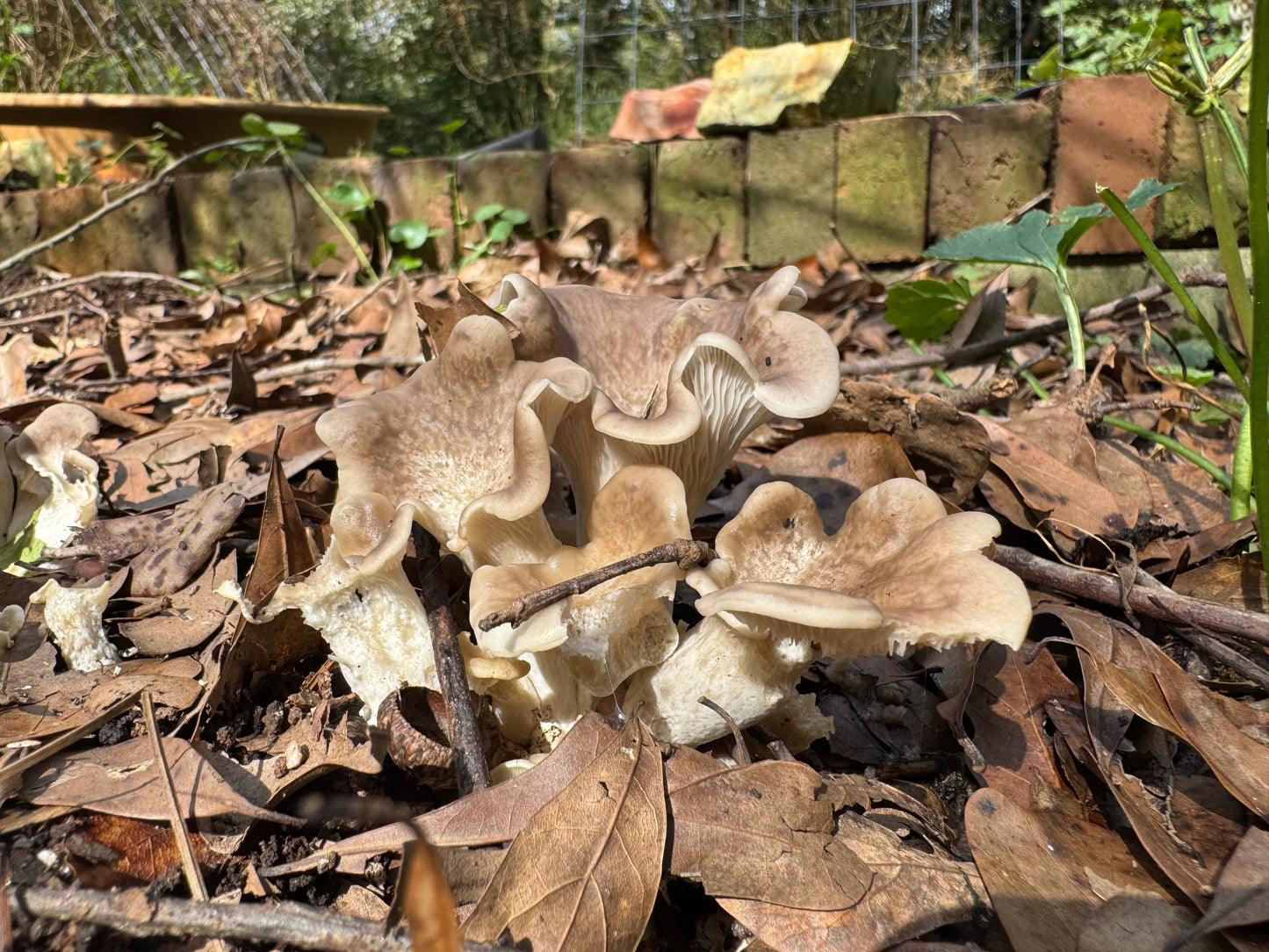 Tarragon Oyster MycoGarden Fruiting Kit  - (Pleurotus euosmus)
