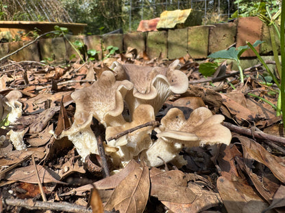 Tarragon Oyster MycoGarden Fruiting Kit  - (Pleurotus euosmus)