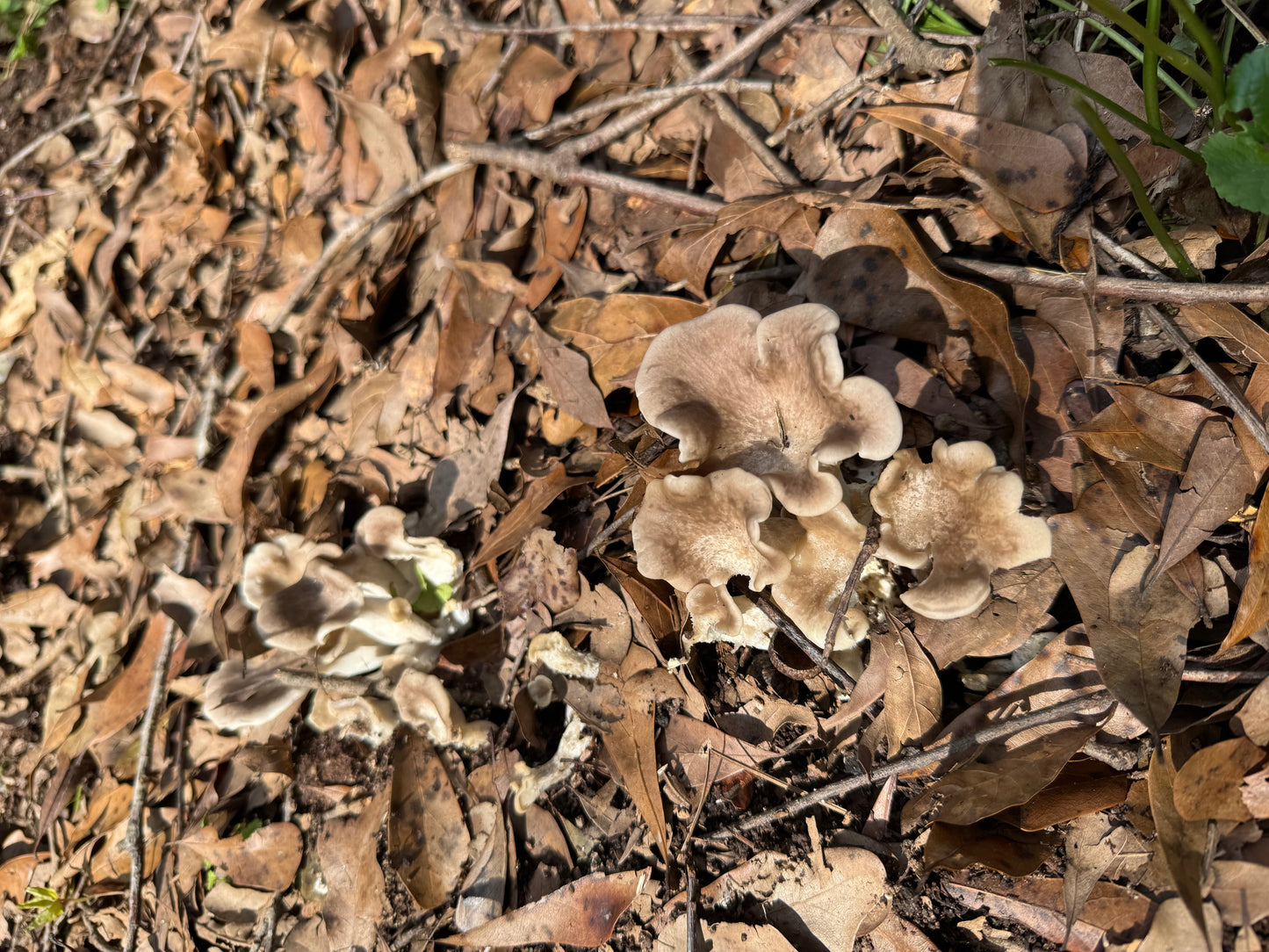 Tarragon Oyster MycoGarden Fruiting Kit  - (Pleurotus euosmus)