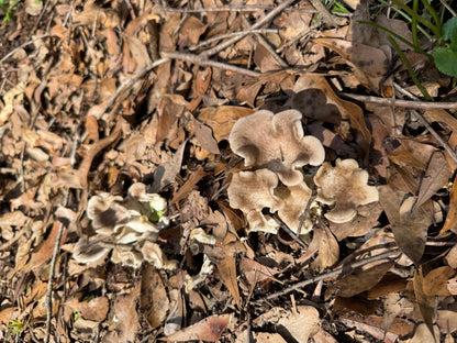 Tarragon Oyster MycoGarden Fruiting Kit  - (Pleurotus euosmus)