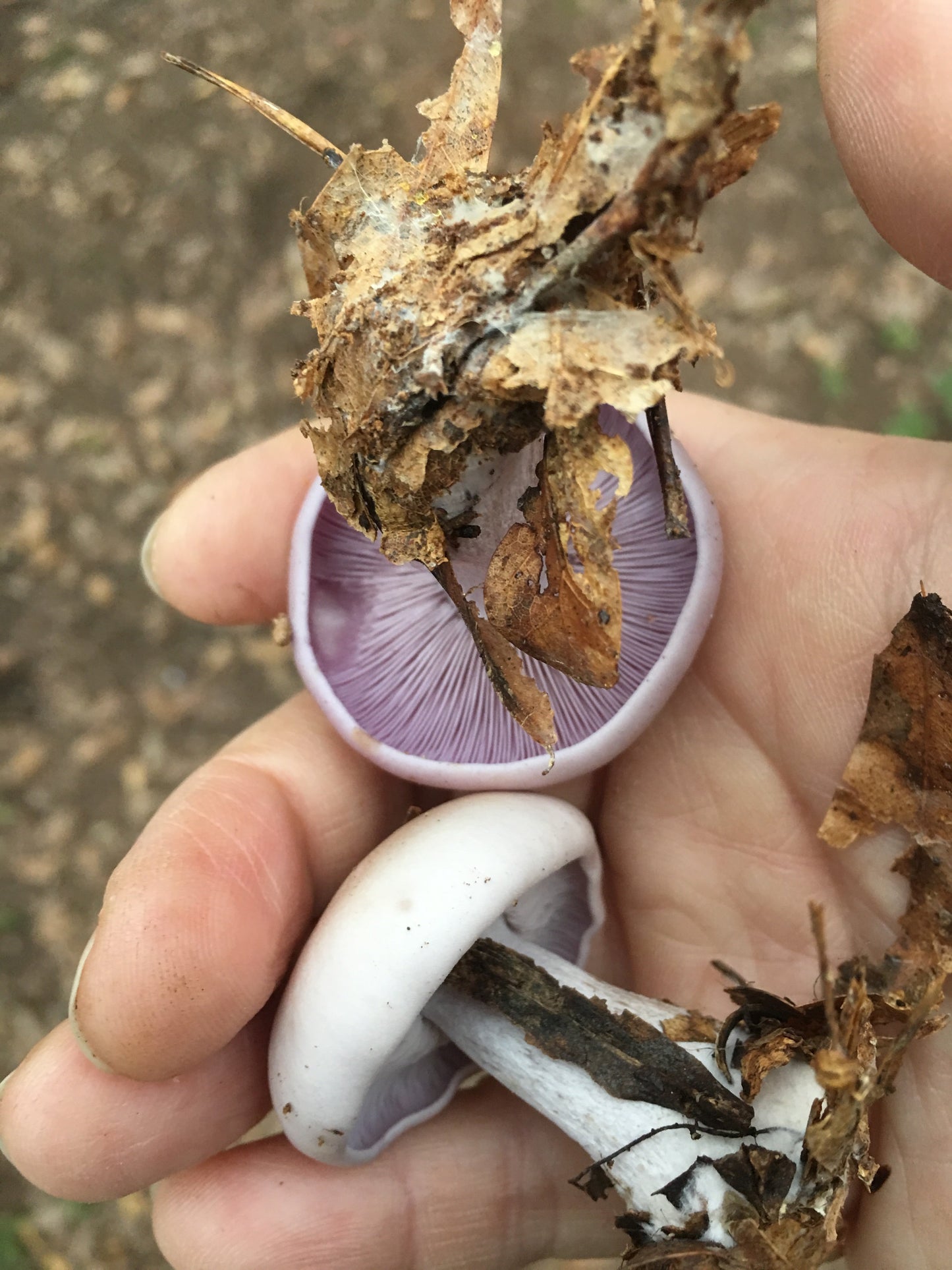 Blewit “Lepista nuda” Living Mulch