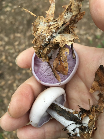 Blewit “Lepista nuda” Living Mulch