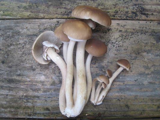 Black Poplar "Piopinno" MycoGarden Fruiting Kit- (Agrocybe aegerita)