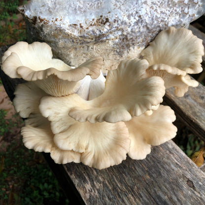 Tarragon Oyster MycoGarden Fruiting Kit  - (Pleurotus euosmus)