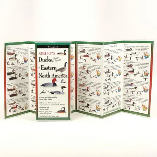Sibley's Ducks, Geese, and Swans of Eastern North America