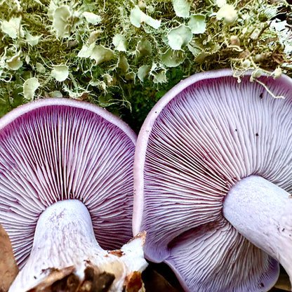 Blewit “Lepista nuda” Living Mulch
