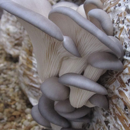 Warm Blue Oyster MycoGarden Fruiting Kit  - (Pleurotus ostreatus)
