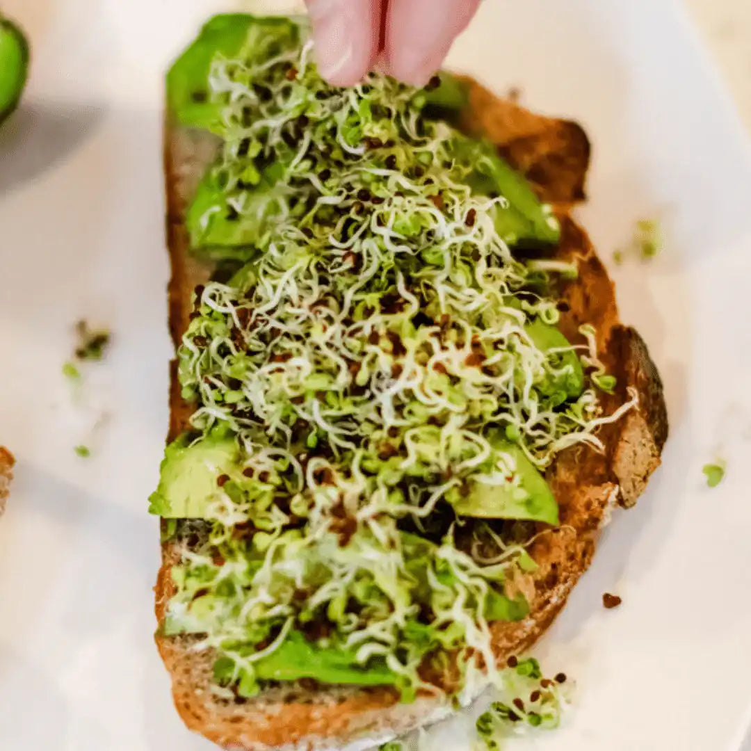 Sprout Spout Broccoli Starter Kit: Sprout Spout + 4oz or 1lb seeds + Free Sprout Scoop