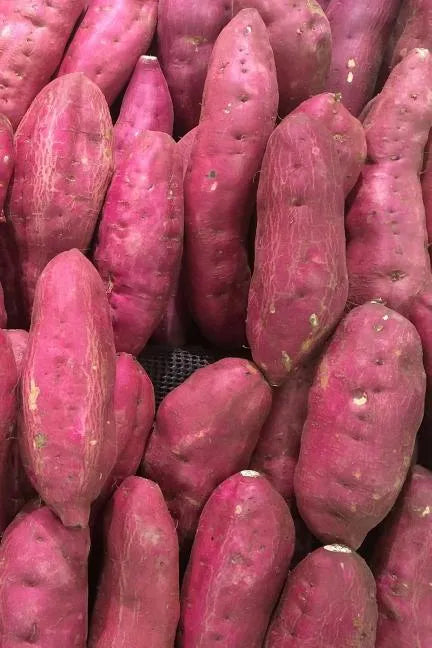 Sweet Potatoes: The Sweet Potato Is a Dicotyledonous Plant That Belongs to the Bindweed or Morning Glory Family, Convolvulaceae. Its L - Paperback