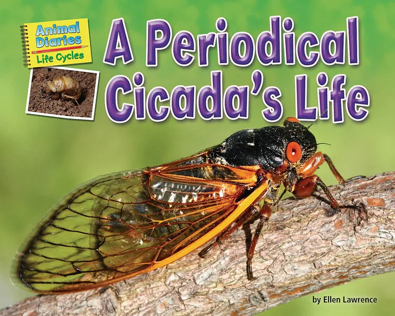 A Periodical Cicada's Life - Paperback
