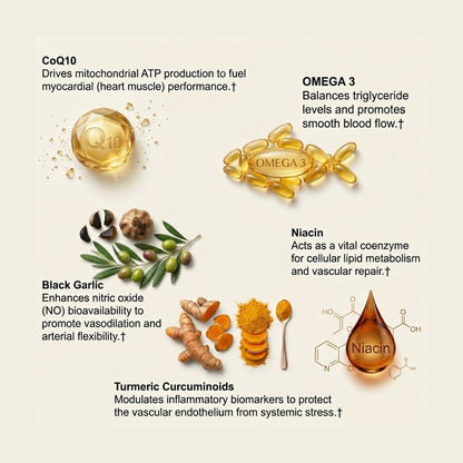 Cardiovascular Protocol