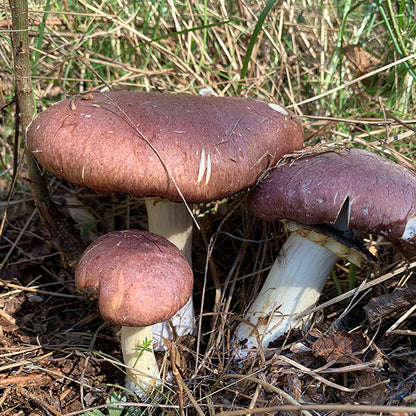 Wine Cap “Stropharia rugoso-anulata” Living Mulch
