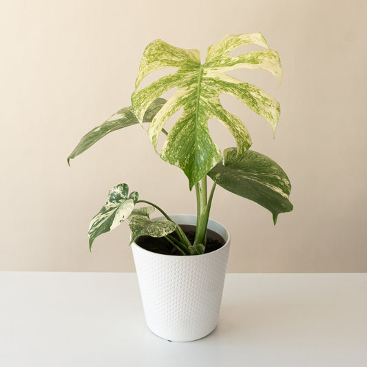 Mysteria® Mint