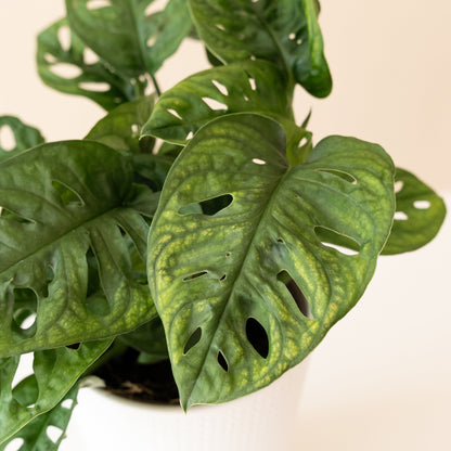 Mysteria® Adansonii