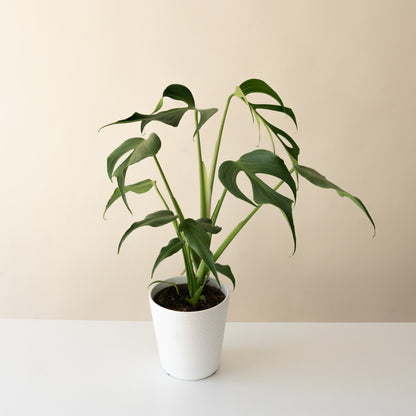 Mysteria® Burle Marx Flame