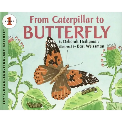 From Caterpillar to Butterfly - Paperback