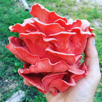 Pink Oyster MycoGarden Fruiting Kit  - (Pleurotus ostreatus)