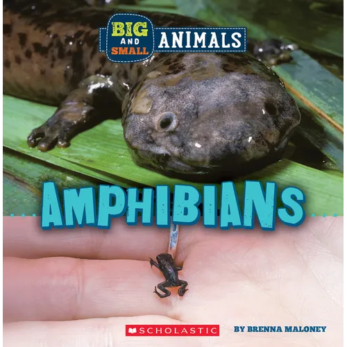 Amphibians (Wild World: Big and Small Animals) - Paperback