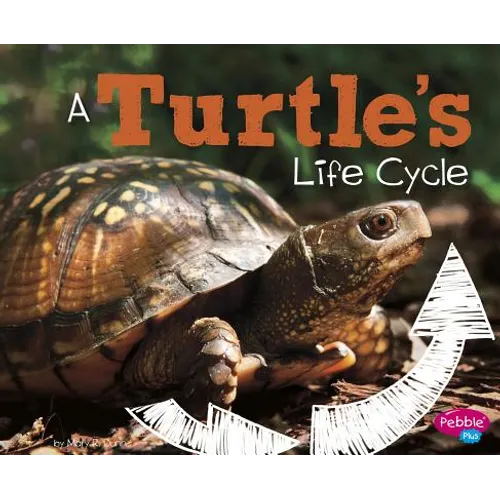 A Turtle's Life Cycle - Paperback